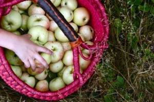 shapples