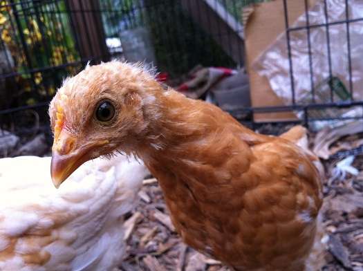 Raising chickens and the art of project-based learning - Simple Homeschool