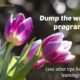 Dump the writing program (&other tips for spring learning)