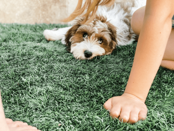 things I learned about homeschooling from a puppy