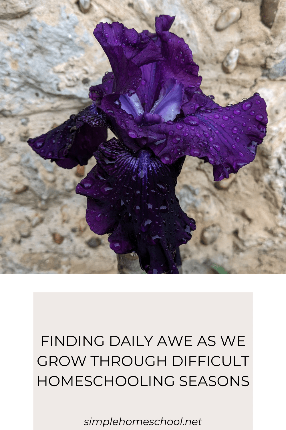 Finding Daily Awe
